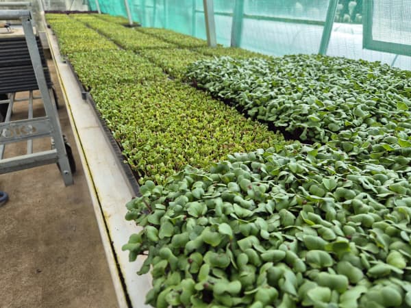 Roebuck Farm produces about 120kg of salad greens for local distribution each week.