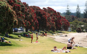 Pōhutukawa are in full bloom around Northland and Coromandel, including here along Paihia’s waterfront, due to what botanists call a mast event.