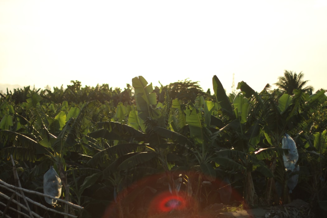Philippines banana plants.