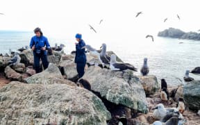 Claire wanders over some rocks covered in seagulls. She holds recording equipment.