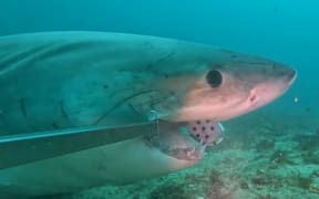 A great white shark was filmed eyeballing a camera set to record fish species in Fiordland.