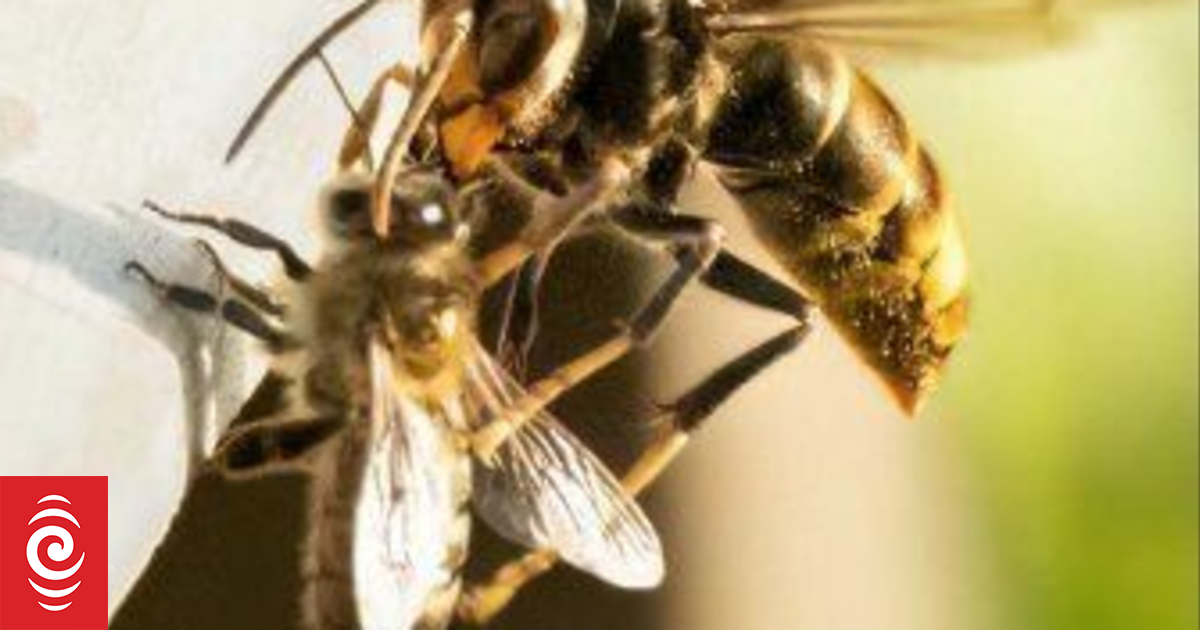 More hornets expected over summer, public urged to remain vigilant