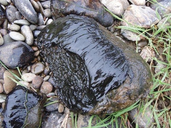 Toxic algae on a rock at river's edge.