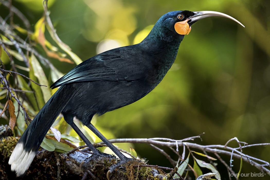 Artists' impression of a female huia