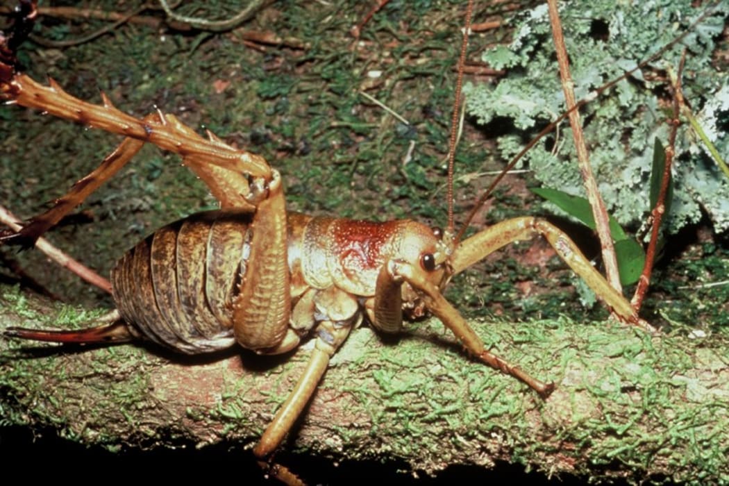 Wetapunga