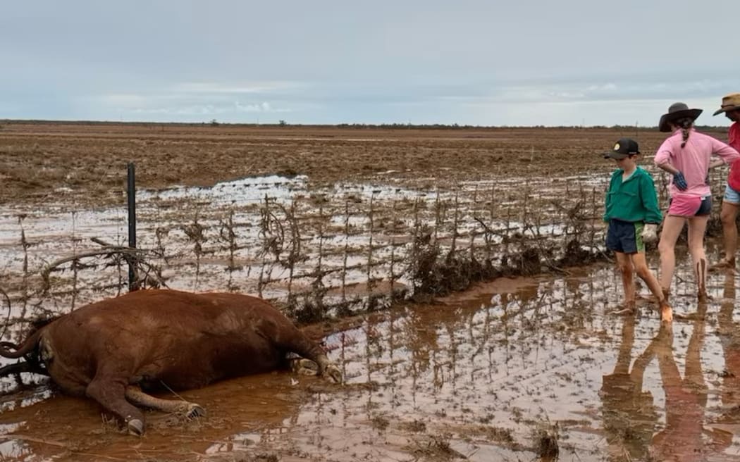 Stock losses in the region are expected to be over 100,000. (Supplied: Louise Hoch)