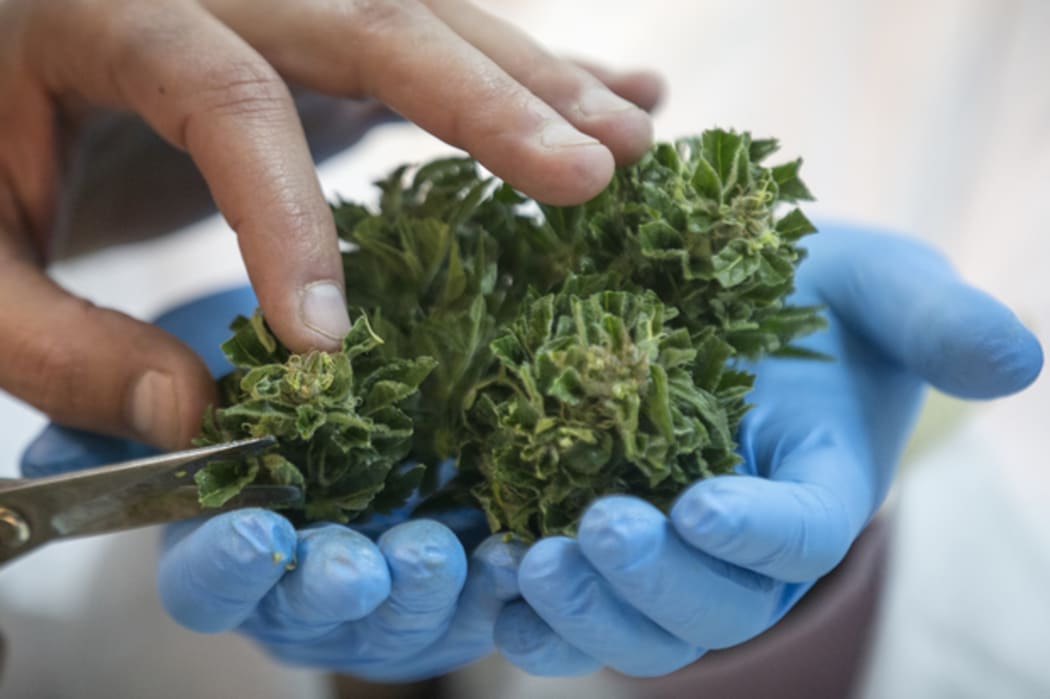 medicinal cannabis