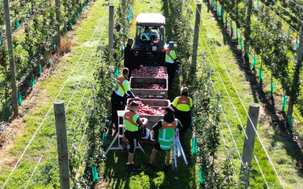 Tātau Tātau o Te Wairoa also celebrated its first commercial apple harvest this year.