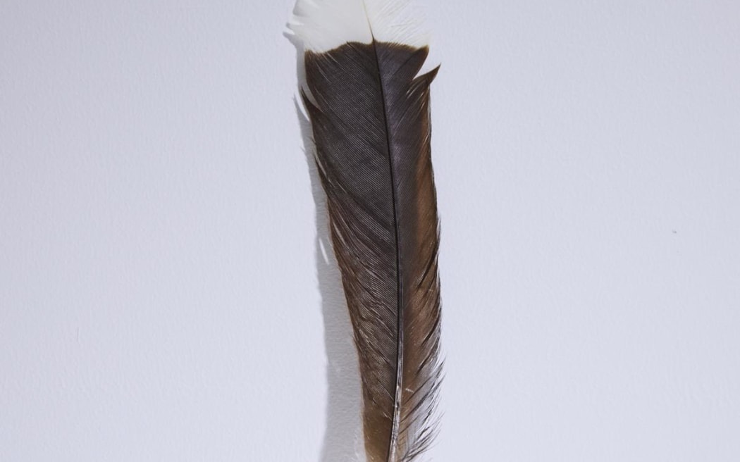 huia feather