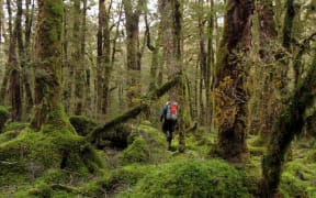 An image of a person walking through forest.