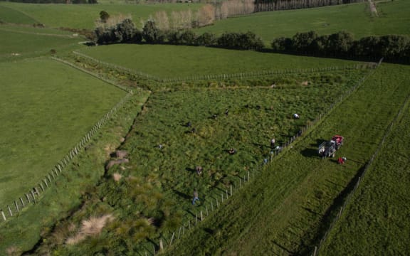 Million Metre volunteers work on a catchment area planting native trees.