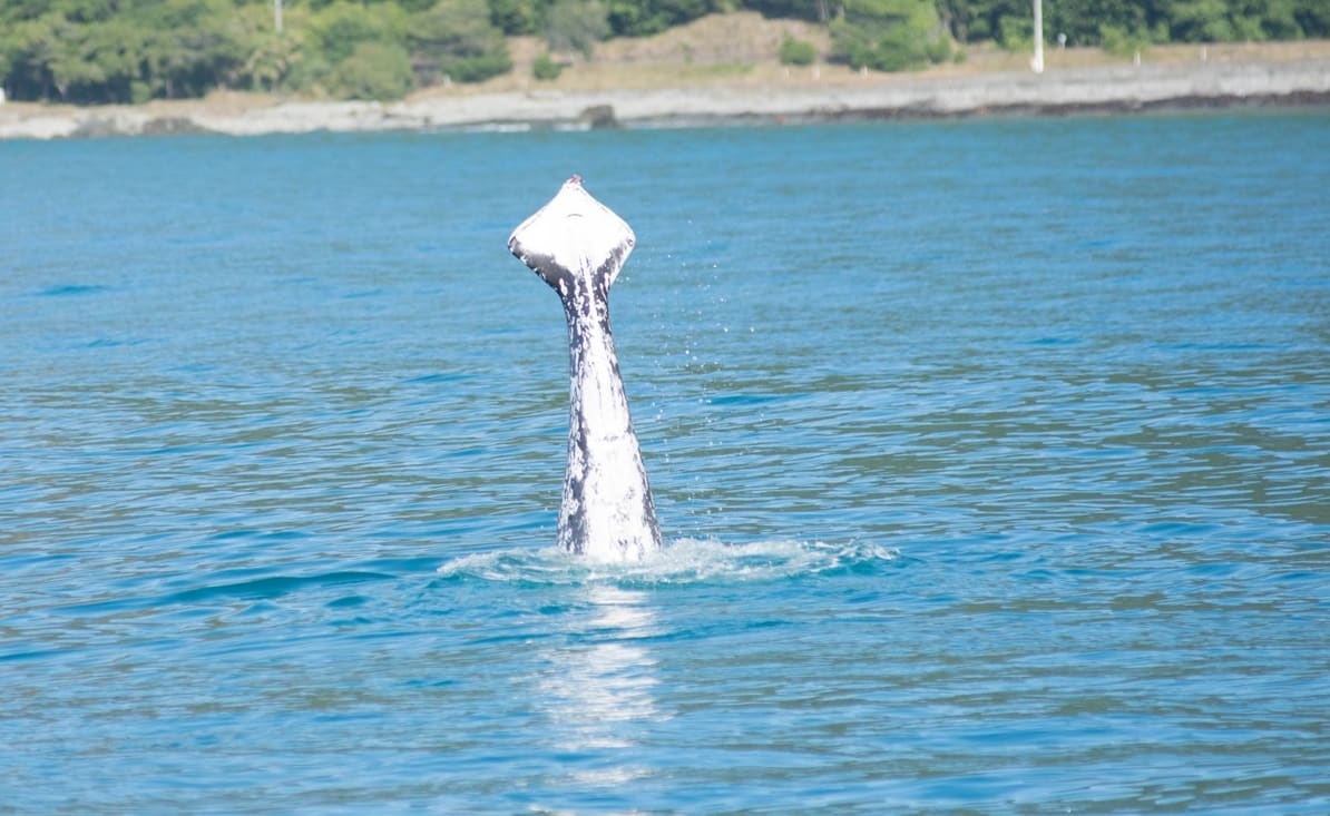 A humpback whale missing tail flukes has been spotted off Kaikoura.