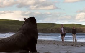 Sea lion in Dunedin Council video