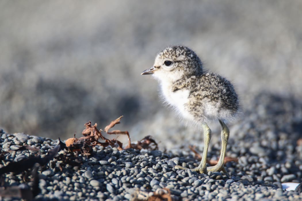 Dotterel breeding season is getting under way.