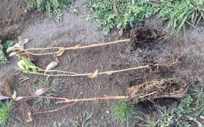 Damage to plants on the reserve on the banks of Wairarapa Moana / Lake Wairarapa