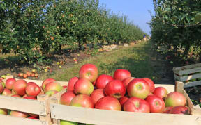 Cart full of apples after picking in orchard
