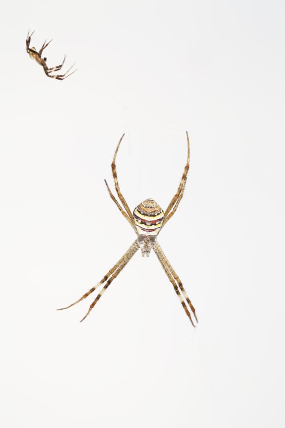 Much of the research on spider courtship signalling has been carried out on Argiope keyserlingi, a species of orb-web spider often called St Andrew’s Cross spider, found in Australia. Here a male courts the much larger female.