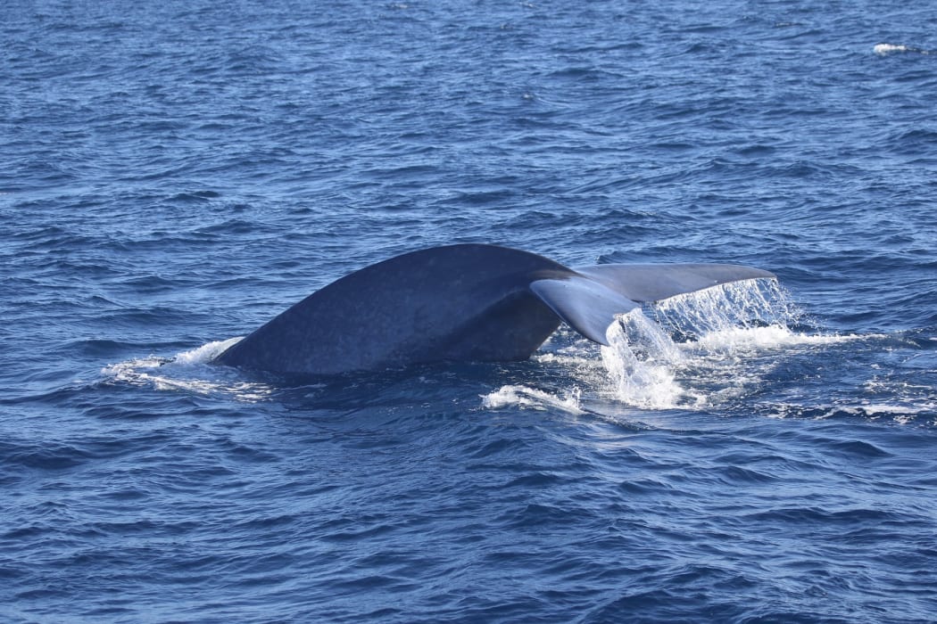 Pygmy blue whale spotted off the coast of Cape Farewell.