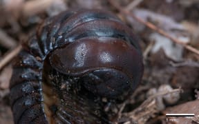 Pill Millipede