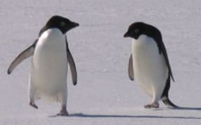These Adelie penguins will travel north during winter, but Antarctica teems with tiny wildlife - midges, springtails, water bears and wheel animals - that stay put all year round and whose life cycles are finely tuned to the extreme environment.