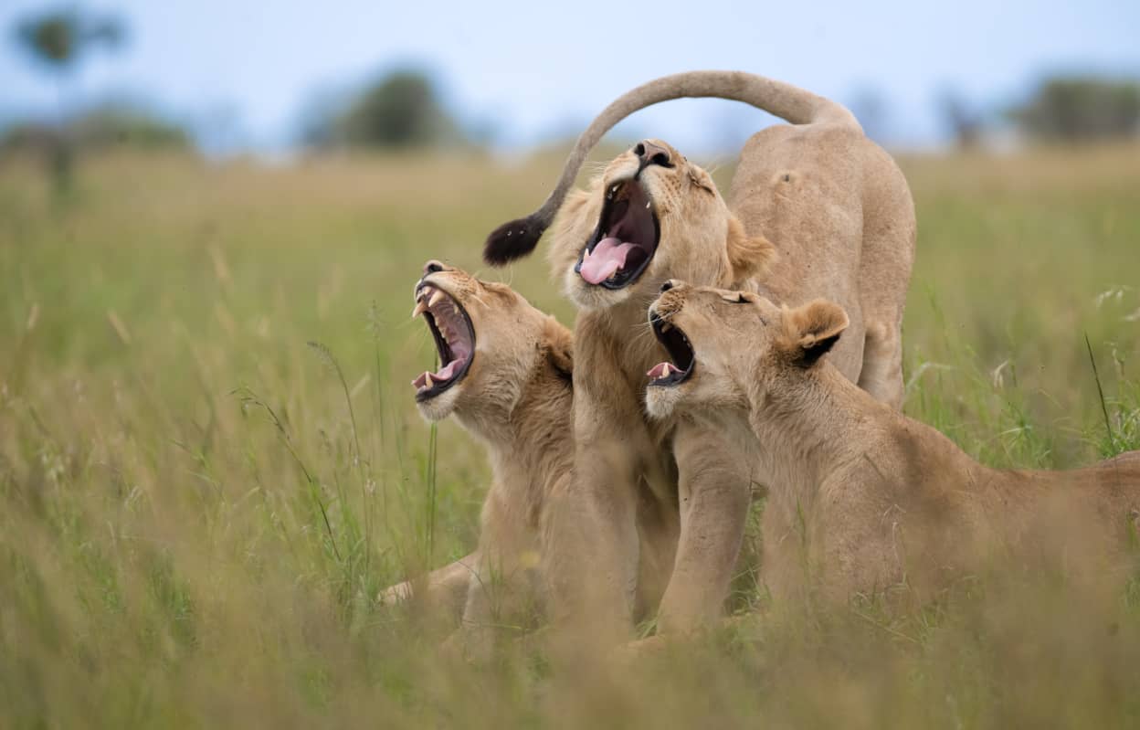 A hilariously lucky moment I caught of these these three lions yawning at the same time.