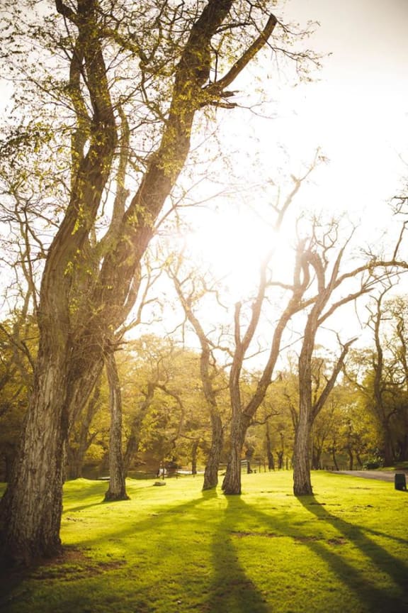 The broken branches of acacia trees at Narrows Park Christian Camp are ideal bat habitat.