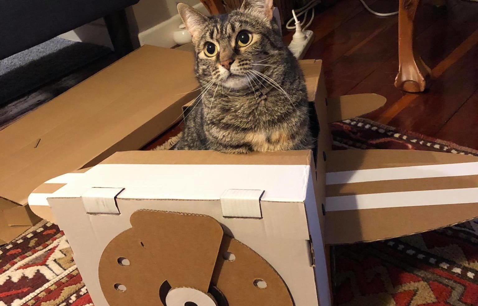 Kedi the cat has earned her pilot's licence.