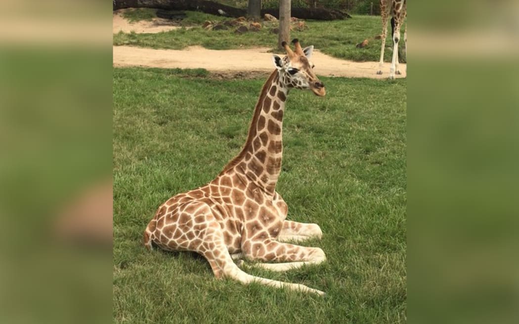 Sunny the giraffe at Wellington Zoo.