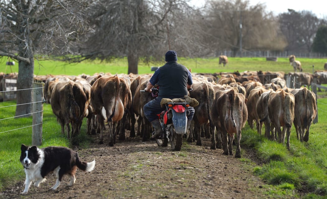 nz farmer herding cattle