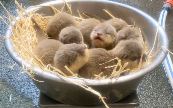 Auckland Zoo's new raft of Otters.
