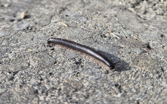 A Portuguese millipede at Te Kopahou information centre on 21 May 2025.