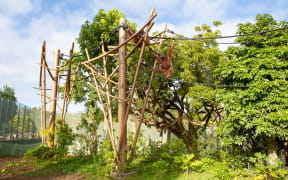 Auckland Zoo's new immersive primate habitat has opened.