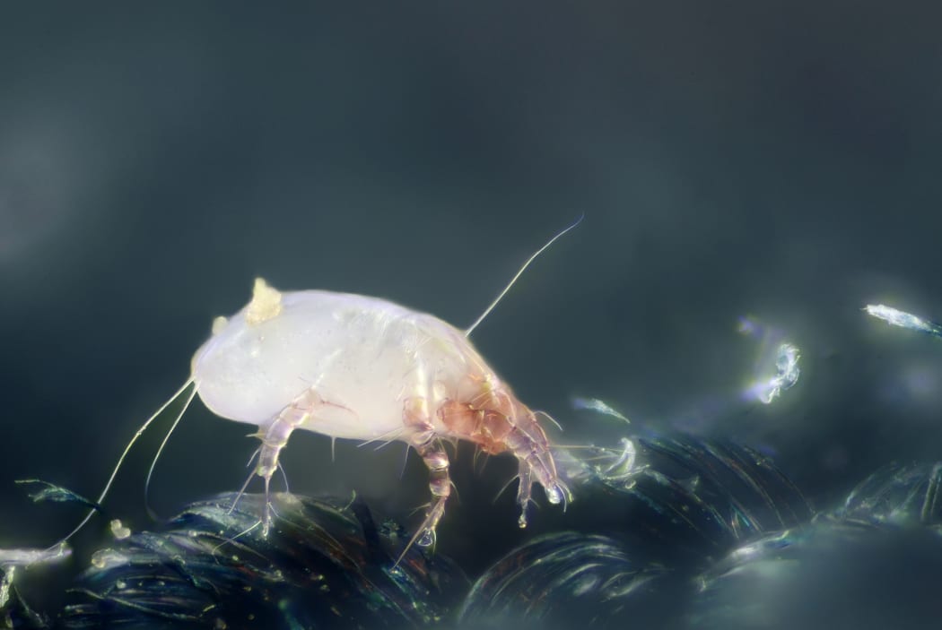 House dust mite (Dermatophagoides pteronyssinus).

Scale : mite length = 0.3 mm

Technical settings : 
 - focus stack of 42 images
 - microscope objective (Nikon M Plan 20x 210/0.4 ELWD) on bellow