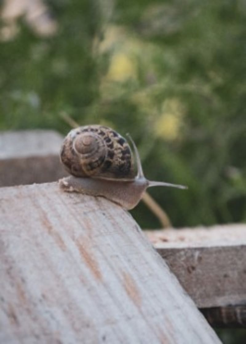 Snails at Otago Escargots are of the “petite gris” variety – also known in New Zealand as the common garden snail.