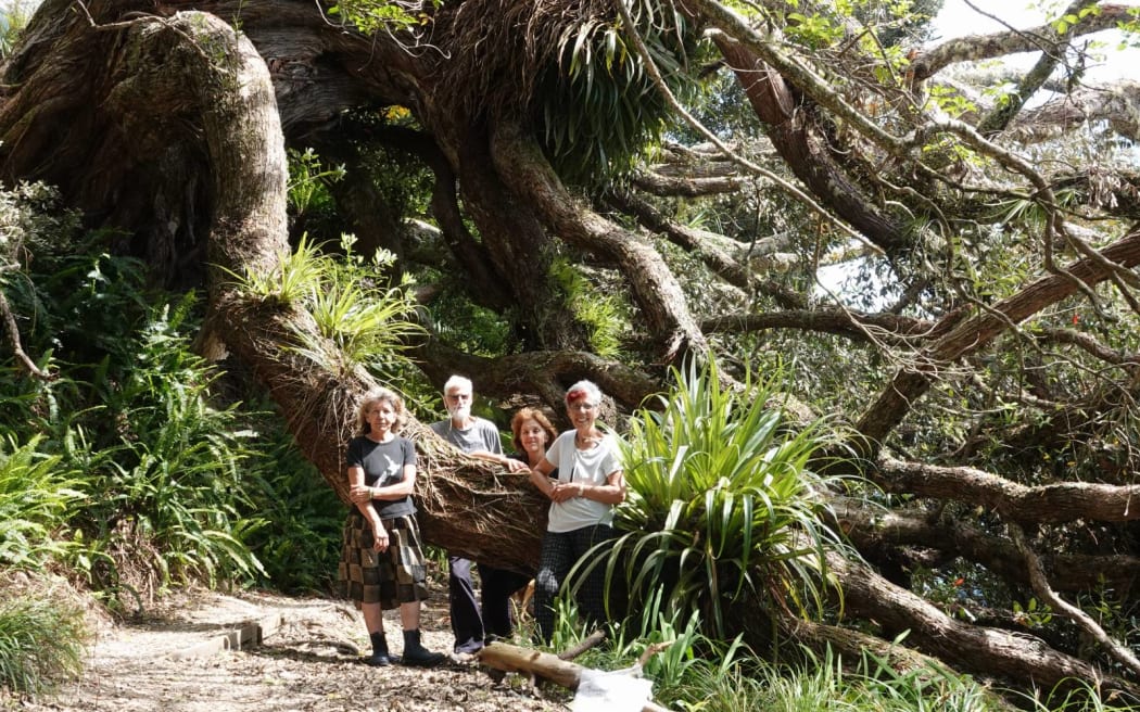 From left, Linda Harris, Rob Pringle, Cynthia Matthews and Carol Pringle with a centuries-old pōhutukawa that's toppled into the tide at Ōpua