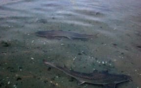 Sean Gillespie spotted these rig sharks at Oriental Bay - two of dozens that have entered Wellington harbour