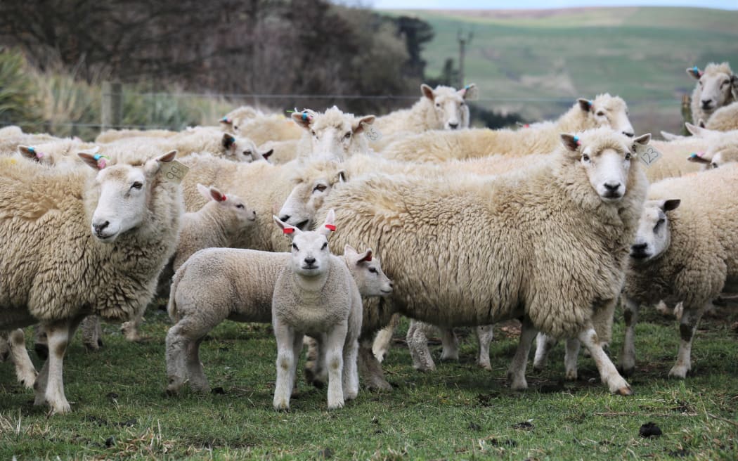 Beltex lambs and ewes