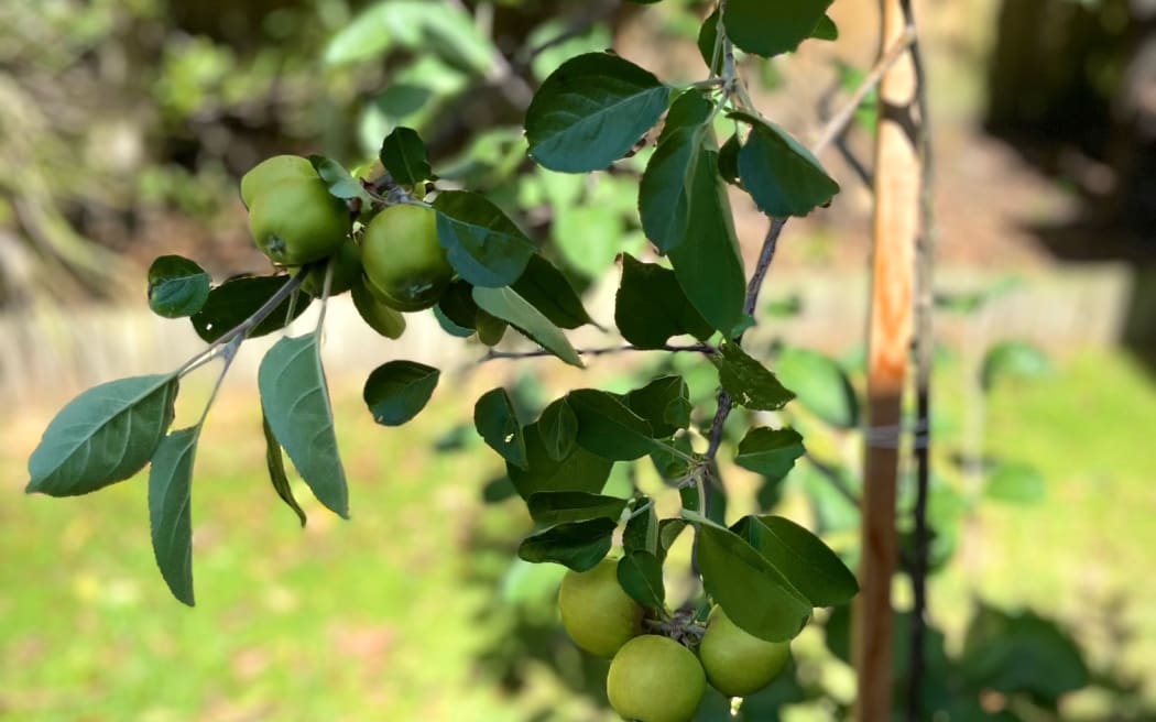 Morningside apples