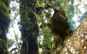 A Tree Kangaroo in Papua New Guinea.