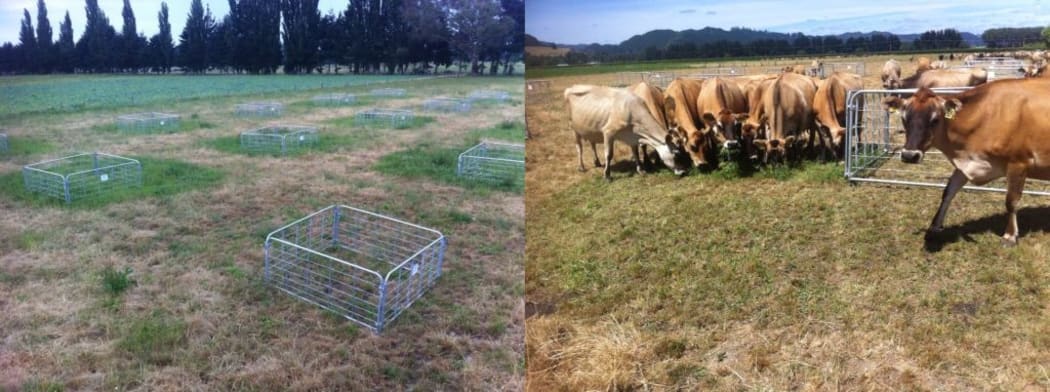 The grass clearly is greener on the other side: these trial plots show that the flipped soil holds water for longer and produces more grass during the dry season.