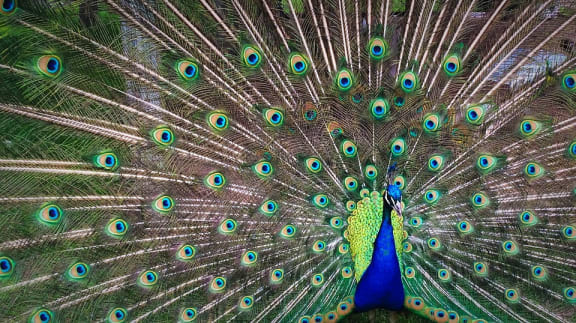 Peacock
