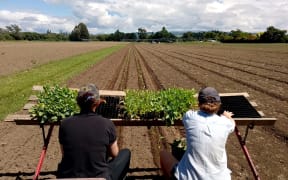 Planting by Untamed Earth farmers