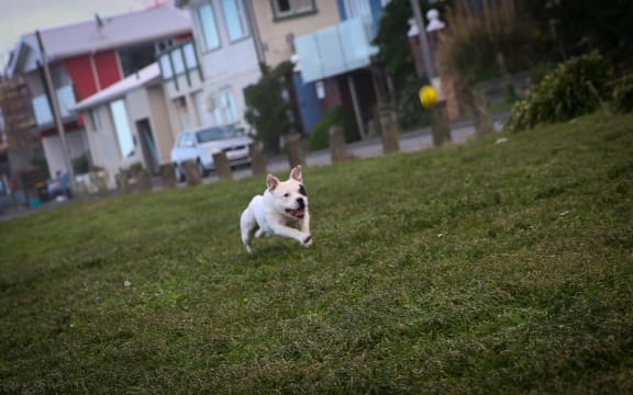 Dog