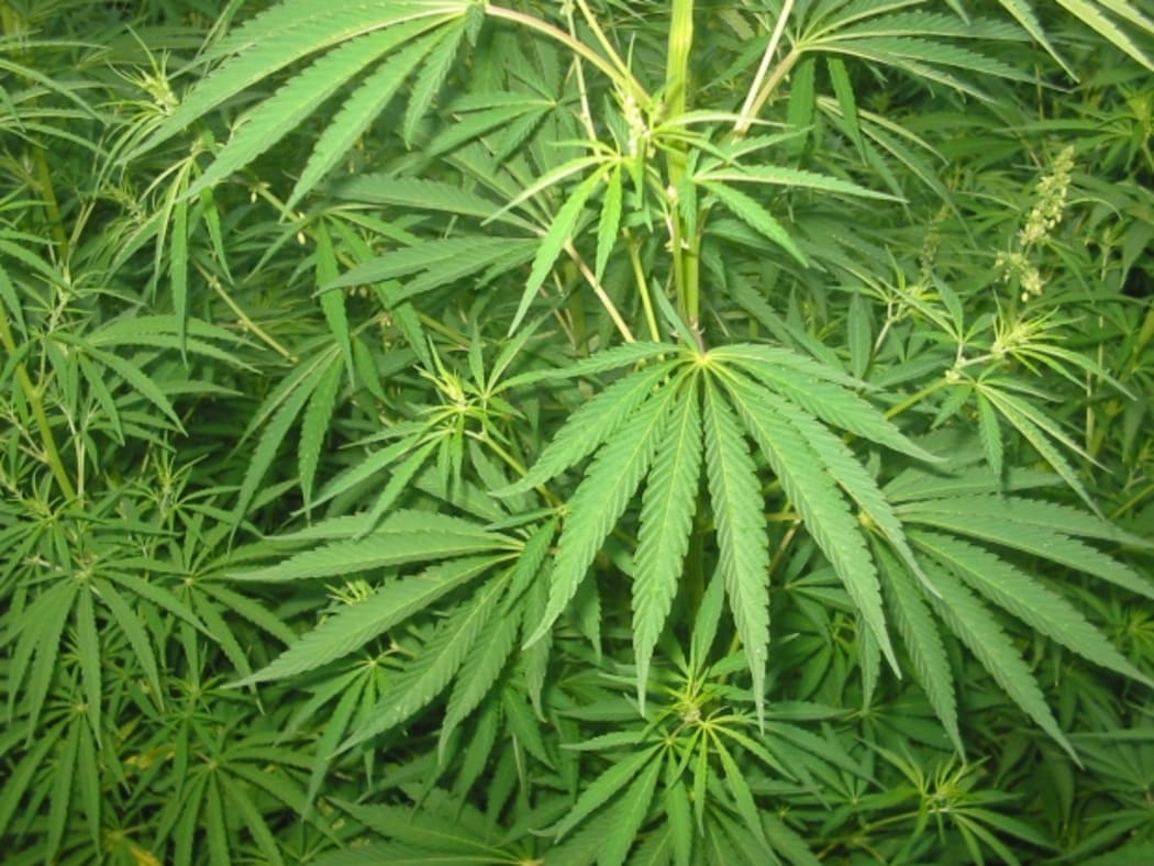 Marijuana