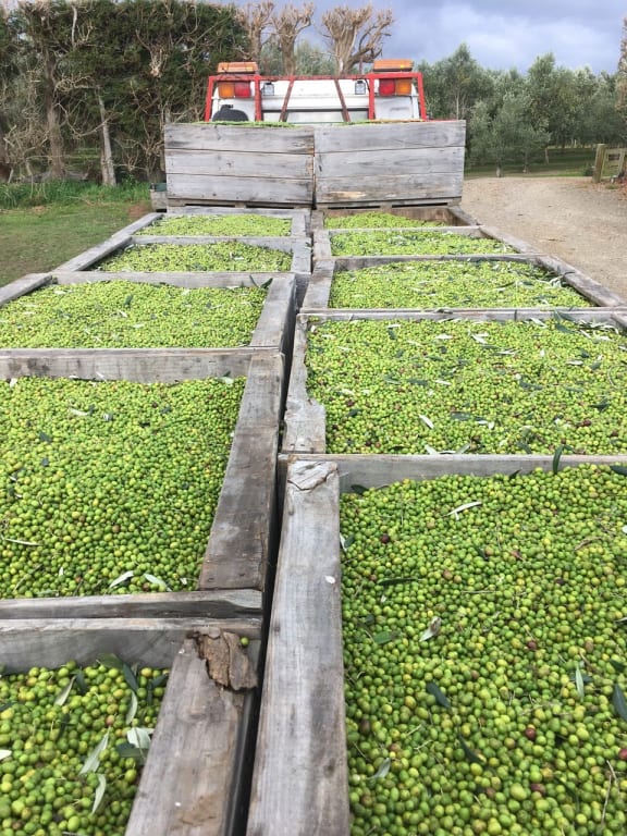 Kapiti Olive Oil Olive's at harvest time