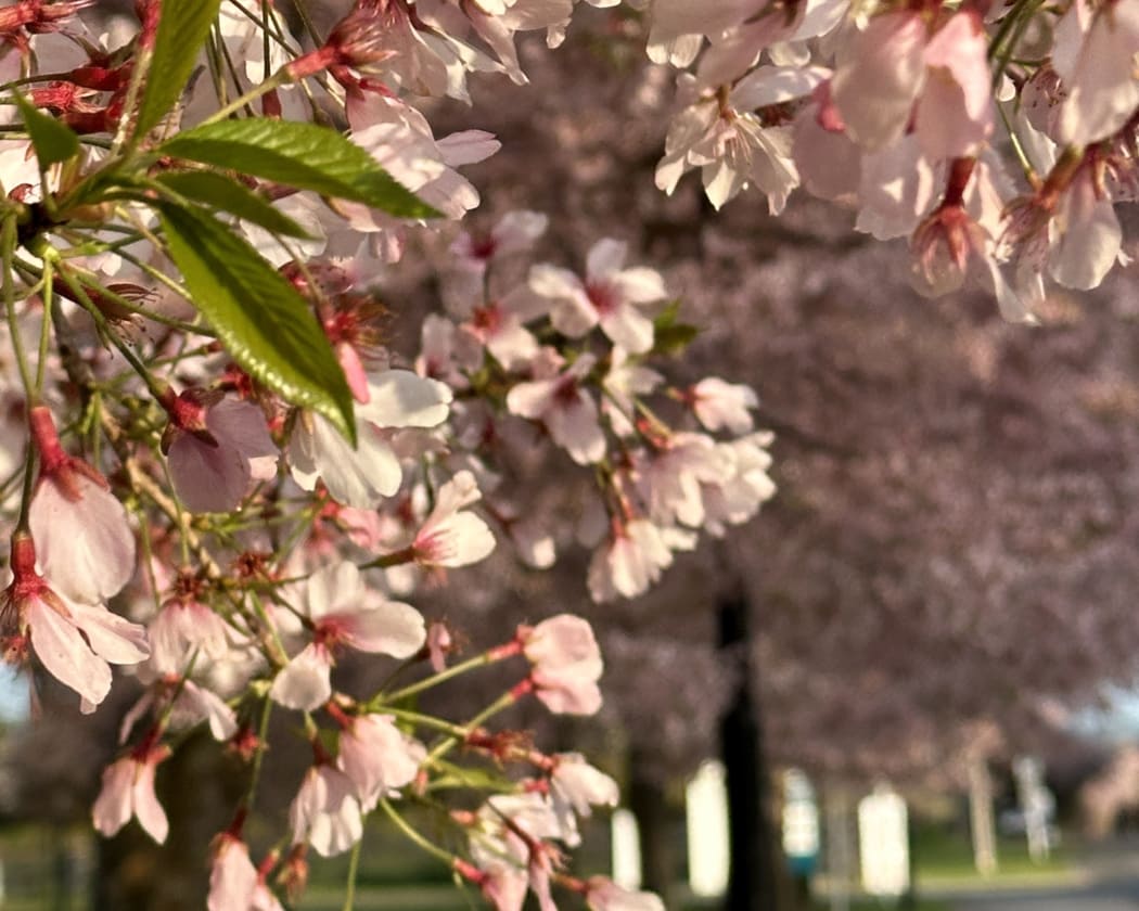 Cherry blooms.