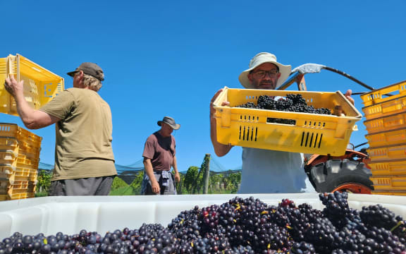 The bins of grapes being loaded into a large field container by three men