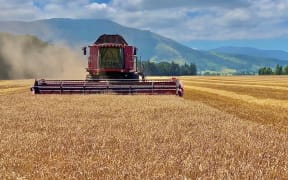 The wheat harvest in Canterbury in 2021.