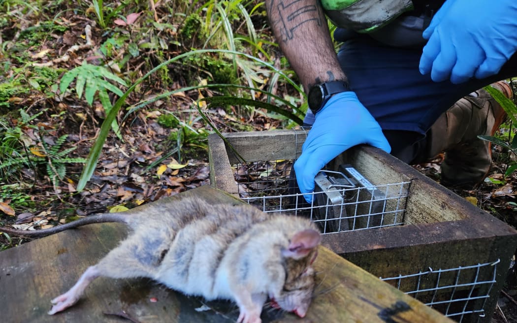 A Norwegian rat trapped and killed by a DOC200 trap