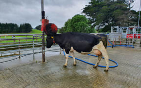 A dairy cow enjoys having her head scratched after milking